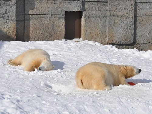 ２月２３日　円山動物園　ホッキョクグマ　ララ親子１