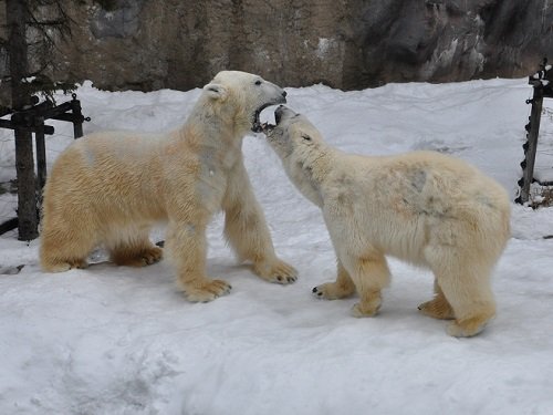 ４月６日　旭山動物園　ホッキョクグマ　イワンとサツキ１