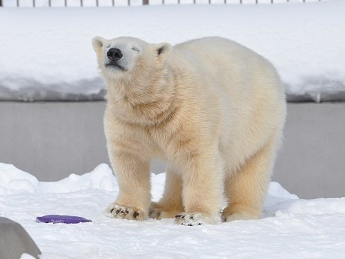 ２月２３日　円山動物園　ホッキョクグマ　ララ親子２