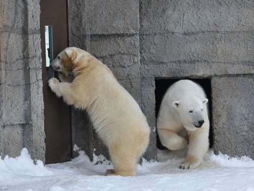 ２月２３日　円山動物園　ホッキョクグマ　ララ親子３