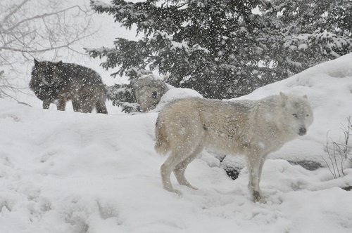 ３月１８日　旭山動物園　大雪の中のオオカミたち