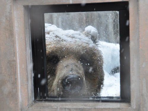 ３月１８日　旭山動物園　もうじゅう館