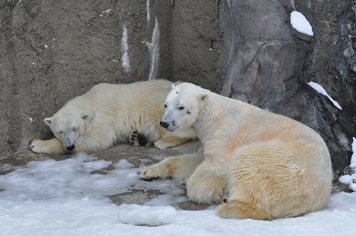 ４月６日　旭山動物園　ホッキョクグマ　イワンとサツキ２