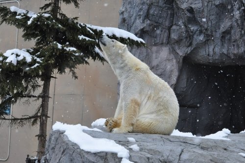 ４月６日　旭山動物園　ホッキョクグマ　ルルとピリカ２