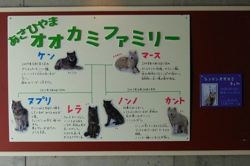 ４月６日　旭山動物園　お昼寝中のシンリンオオカミ