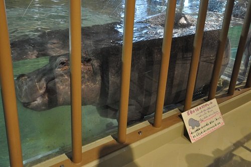 ４月６日　旭山動物園　カバ　百吉