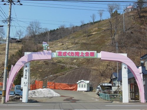 ４月２５日　滝上町　今日の芝ざくら滝上公園２