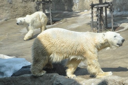 ４月２６日　旭山動物園　ホッキョクグマ　サツキとイワン