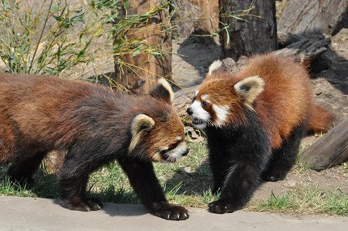 ４月２６日　旭山動物園　レッサーパンダ　ノノ・栃・栄栄