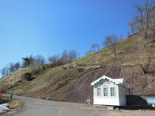 ４月２９日　滝上町　今日の芝ざくら滝上公園４