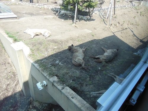 ４月２６日　旭山動物園　シンリンオオカミ一家・・・気になるマースのお腹