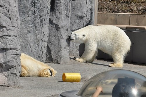 ４月２６日　旭山動物園　ホッキョクグマ　ルルとピリカ２