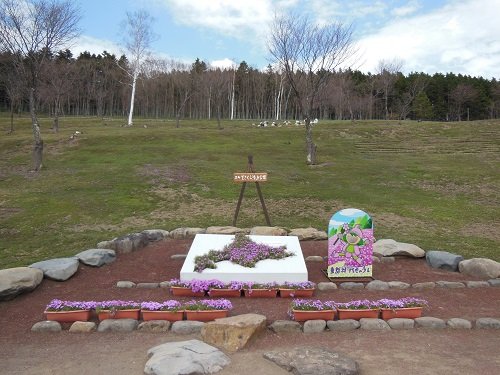 ５月１日　滝上町　今日の芝ざくら滝上公園５