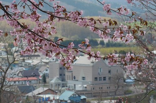 ５月６日　滝上町　今日の芝ざくら滝上公園６