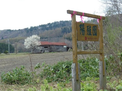 ５月６日　滝上町　濁川にあるコブシ