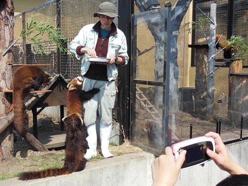 ４月２６日　旭山動物園　レッサーパンダのもぐもぐタイム