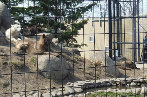 ４月２６日　旭山動物園　シンリンオオカミ　なるほどガイド