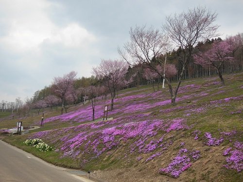 ５月８日　滝上町　今日の芝ざくら滝上公園７