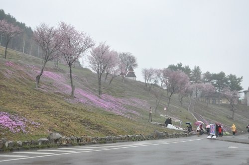 ５月９日　滝上町　今日の芝ざくら滝上公園８・・・芝ざくら開花宣言！