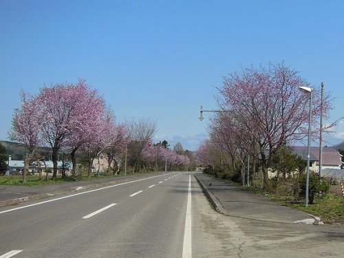 ５月１０日　滝上町　濁川と錦仙峡のコブシ