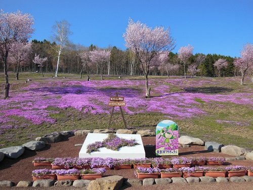 ５月１０日　滝上町　芝ざくら滝上公園９・・・今日から芝ざくらまつり