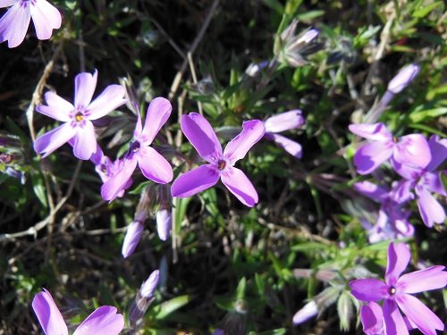 ５月１０日　滝上町　今日の芝ざくら滝上公園・・・余談ですが、、、