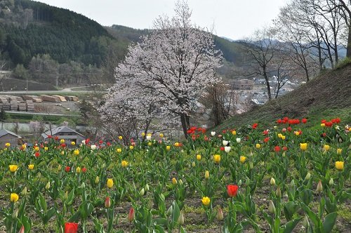 ５月１１日　滝上町　今日の芝ざくら滝上公園１０