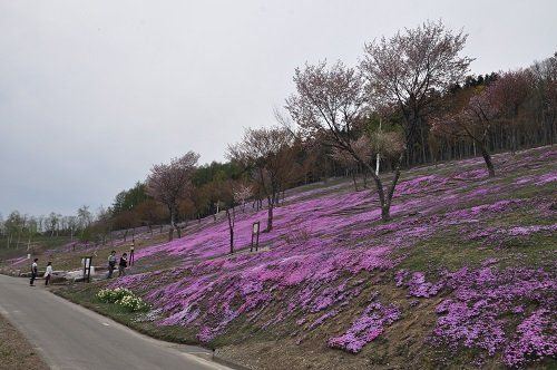 ５月１２日　滝上町　今日の芝ざくら滝上公園１１