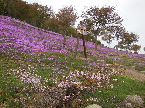 ５月１４日　滝上町　今日の芝ざくら滝上公園１２