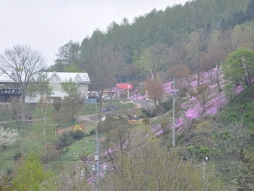 ５月１５日　滝上町　我が家から見た、今日の芝ざくら滝上公園