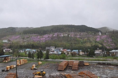 ５月１６日　滝上町　神社の坂から見た、今日の芝ざくら滝上公園