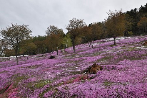 ５月１７日　滝上町　今日１６時過ぎの芝ざくら滝上公園１４