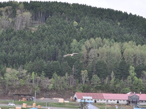 ５月１７日　滝上町　芝ざくら滝上公園で見かけた野鳥