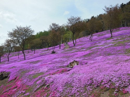 ５月１９日　滝上町　今日の芝ざくら滝上公園１５