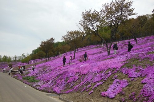 ５月２１日　滝上町　今日の芝ざくら滝上公園１６