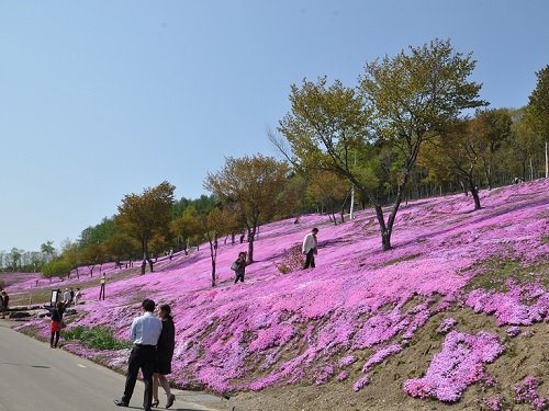 ５月２３日　滝上町　今日の芝ざくら滝上公園１７