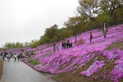 ５月２５日　滝上町　今日の芝ざくら滝上公園１９