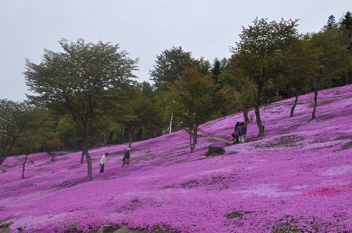 ５月２６日　滝上町　今日の芝ざくら滝上公園２０