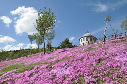 ５月２８日　滝上町　今日の芝ざくら滝上公園２１