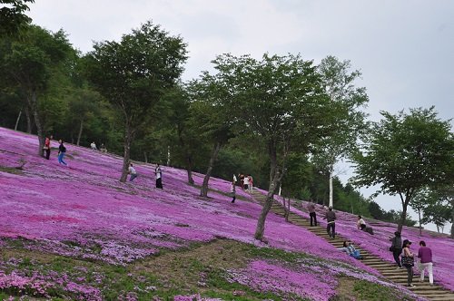 ５月３０日　滝上町　今日の芝ざくら滝上公園２２