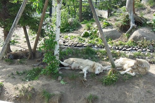 ５月２９日　旭山動物園　シンリンオオカミ親子２