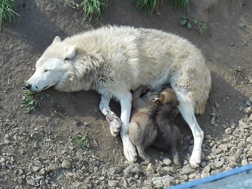 ５月３０日　旭山動物園　シンリンオオカミ親子３