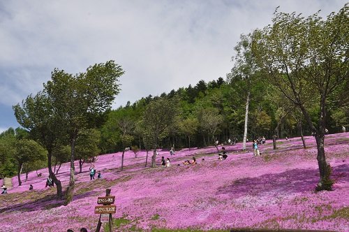 ５月３１日　滝上町　芝ざくら滝上公園２３・・・ウルトラセブンがきた！