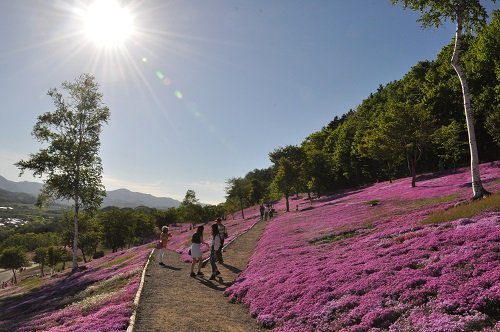 ６月１日　滝上町　今日の芝ざくら滝上公園２４