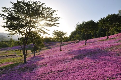 ６月２日　滝上町　今日の芝ざくら滝上公園２５