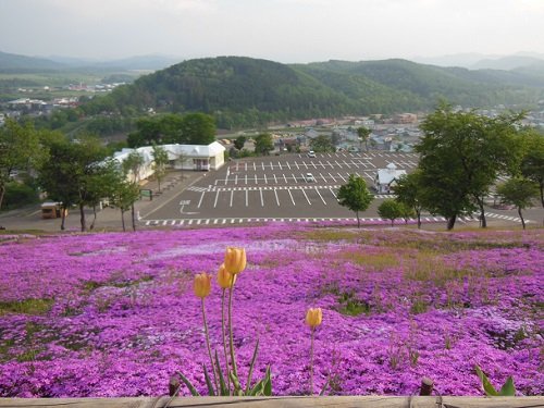 ６月４日　滝上町　今日の芝ざくら滝上公園２６