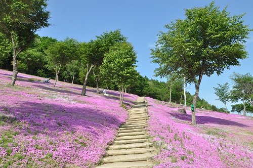 ６月６日　滝上町　今日の芝ざくら滝上公園２７