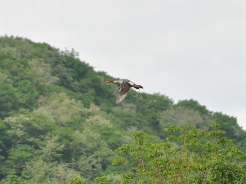 ６月７日　滝上町　錦仙峡で出会ったカワアイサ