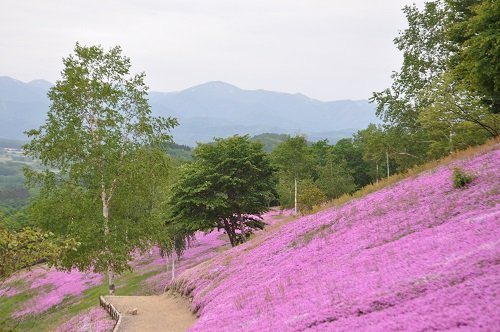 ６月８日　滝上町　今日の芝ざくら滝上公園２８