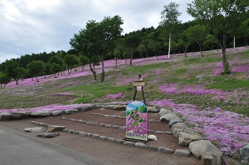 ６月８日　滝上町　今日の芝ざくら滝上公園２９・・・お祭り期間終了